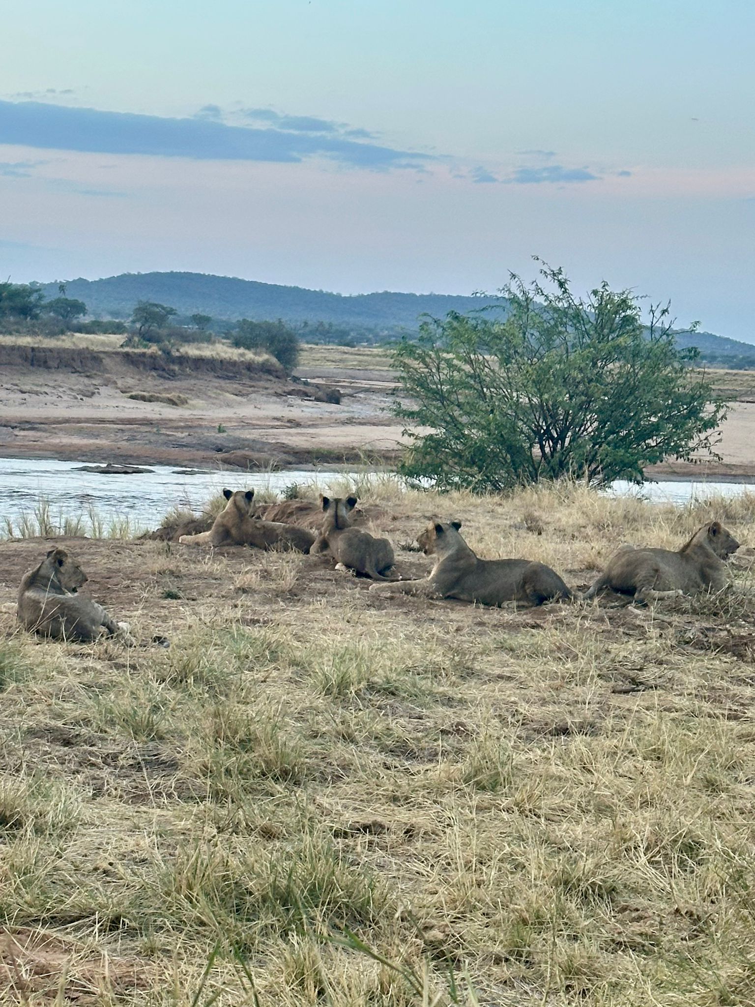 Buffalo Springs National Reserve