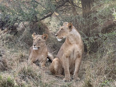 Buffalo springs1