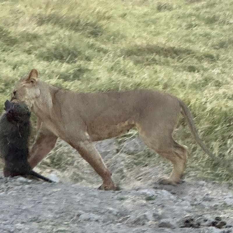 Buffalo springs2