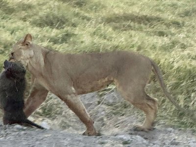 Buffalo springs2