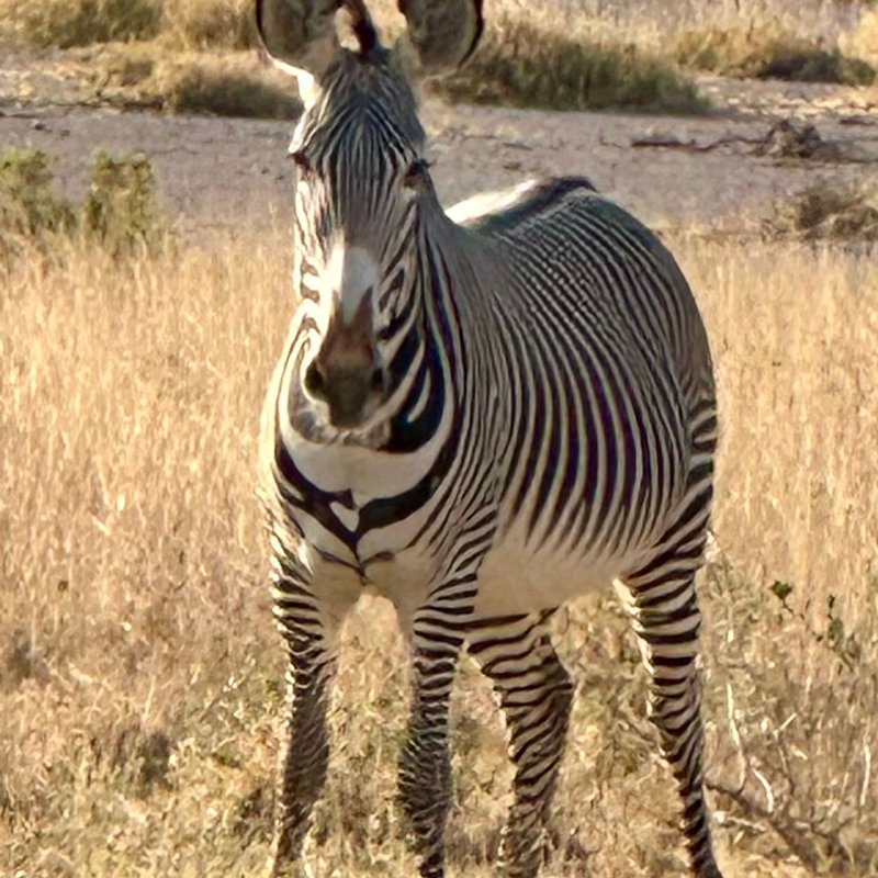 Buffalo springs3