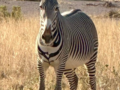 Buffalo springs3