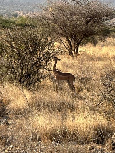 Buffalo springs4