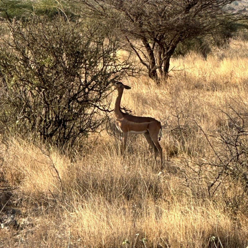 Buffalo springs4