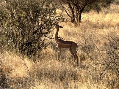 Buffalo springs4