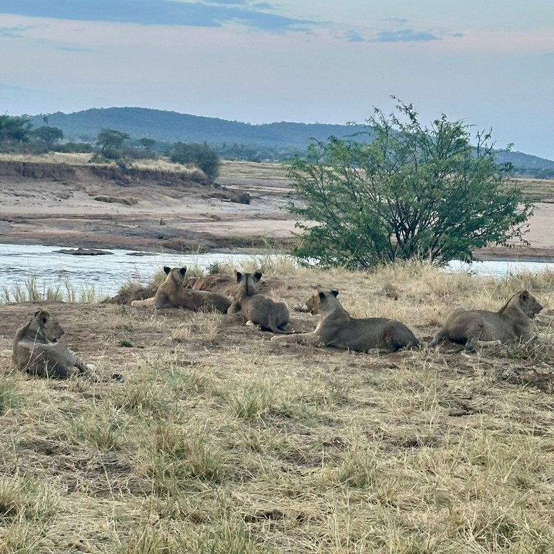 Buffalo springs