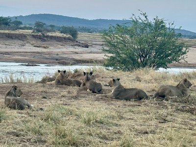 Buffalo springs