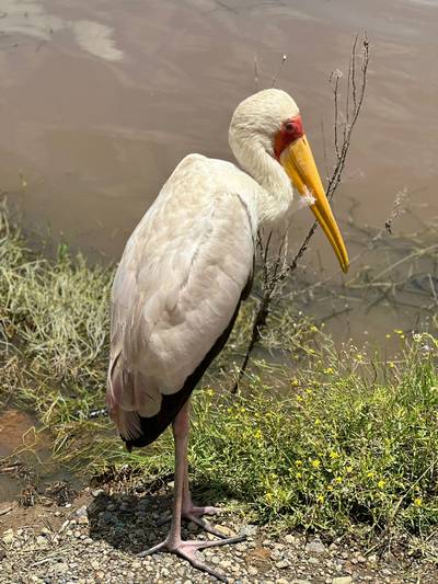 Lake Nakuru1