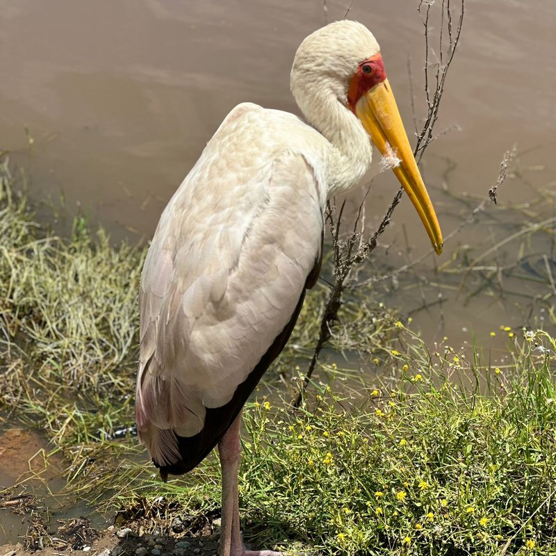 Lake Nakuru1