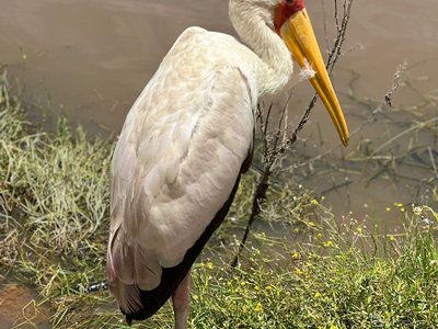 Lake Nakuru1