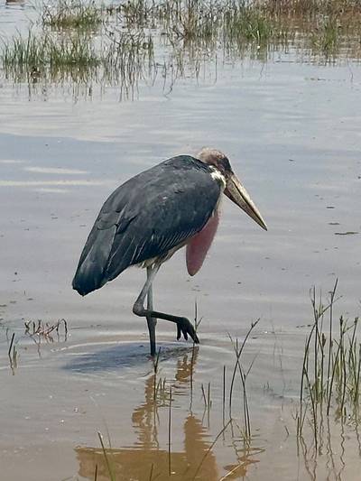 Lake Nakuru2