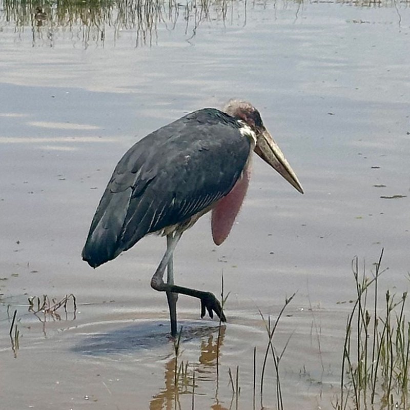Lake Nakuru2