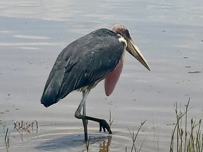 Lake Nakuru2