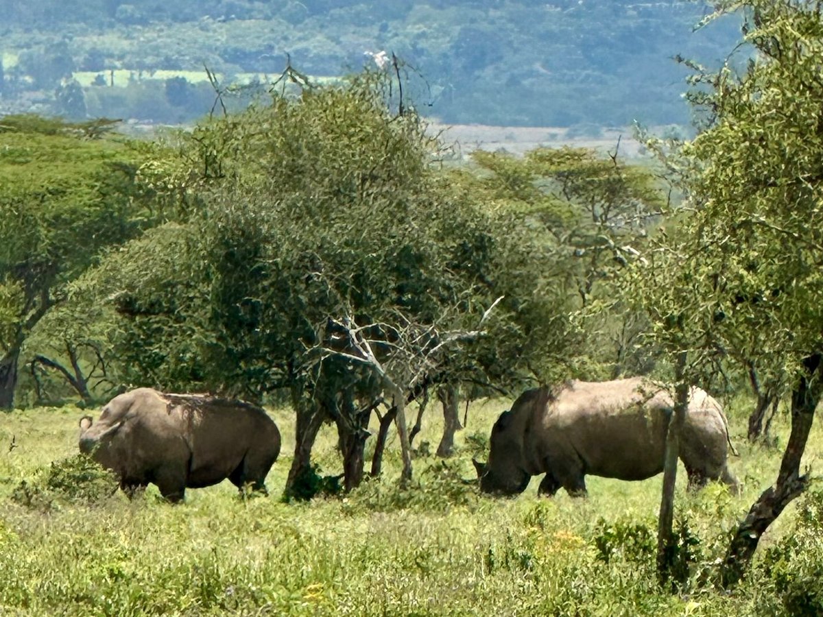 Lake Nakuru Day Safari