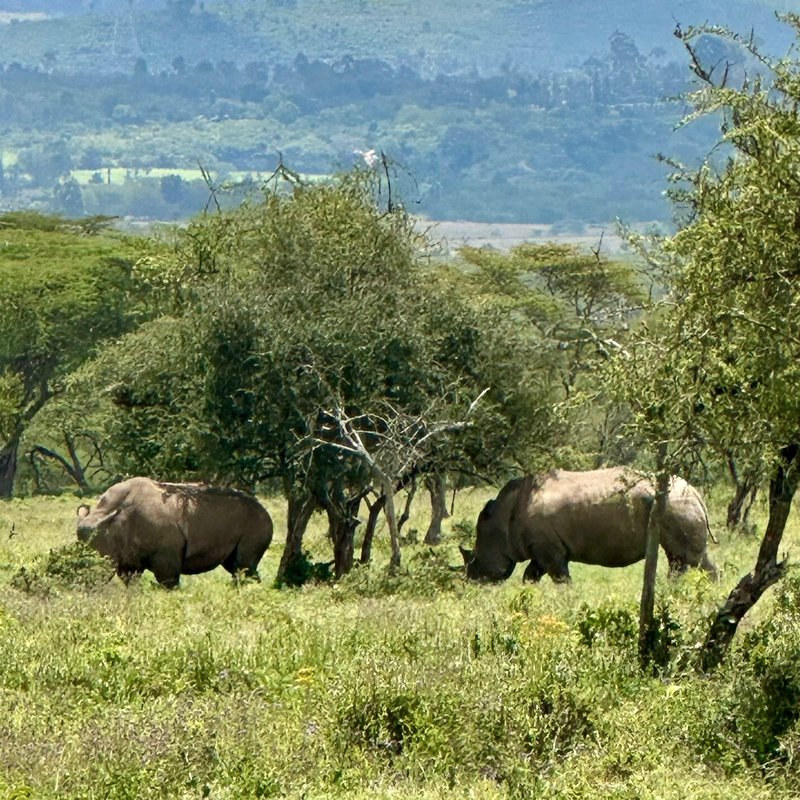 Kenya Budget Camping Safari — 5 Days